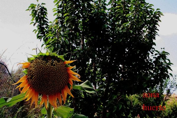 3 bedroom Country House in Murcia